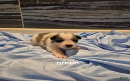 Great Pyrenees dogs for sale: Green - Image 3