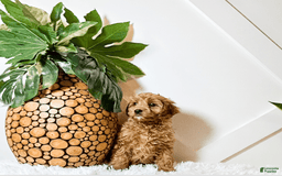 Cavapoo dogs for sale: Zinnia - Image 1
