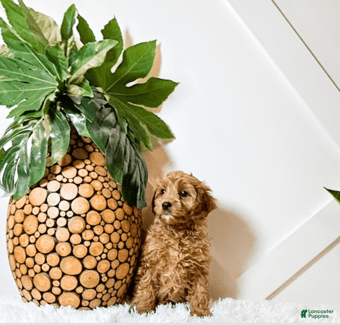 Cavapoo dogs for sale: Zinnia - Image 1