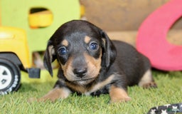 Dachshund dogs for sale: Izekial - Image 1