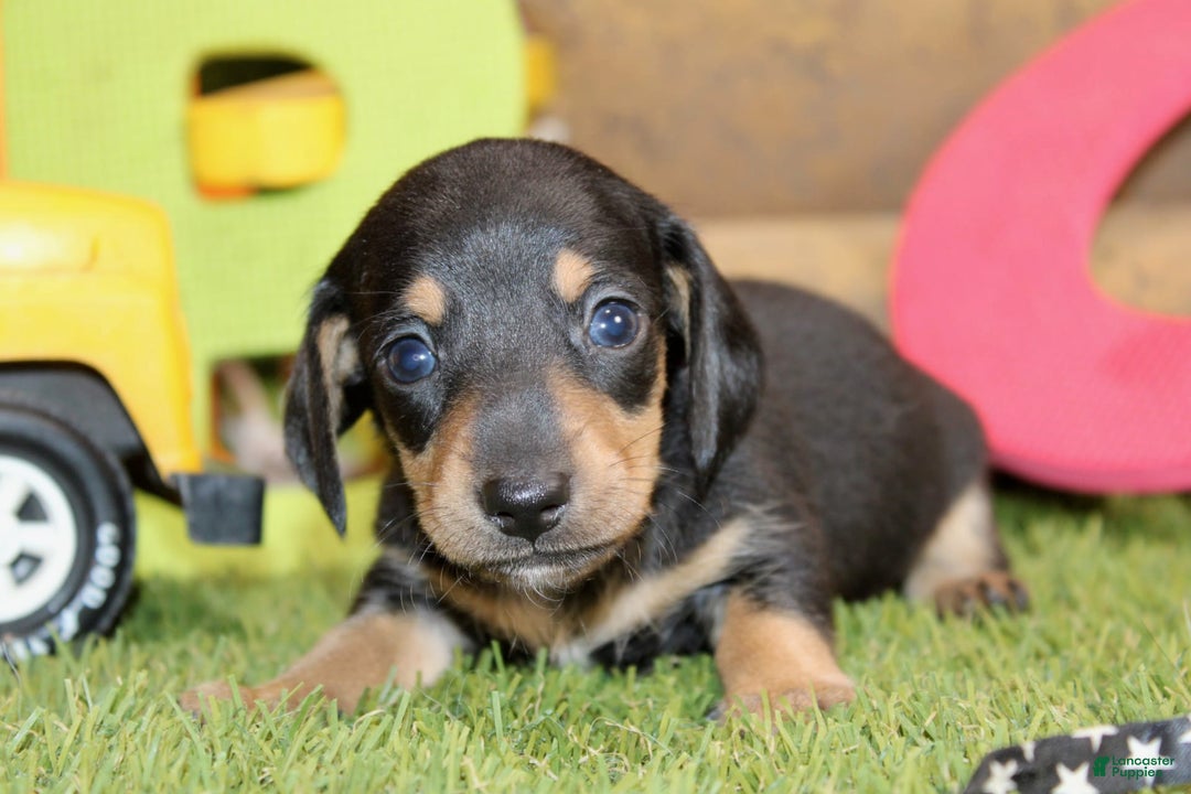 Dachshund dogs for sale: Izekial - Image 1