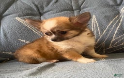 Pomchi dogs for sale: Bitsy - Image 1