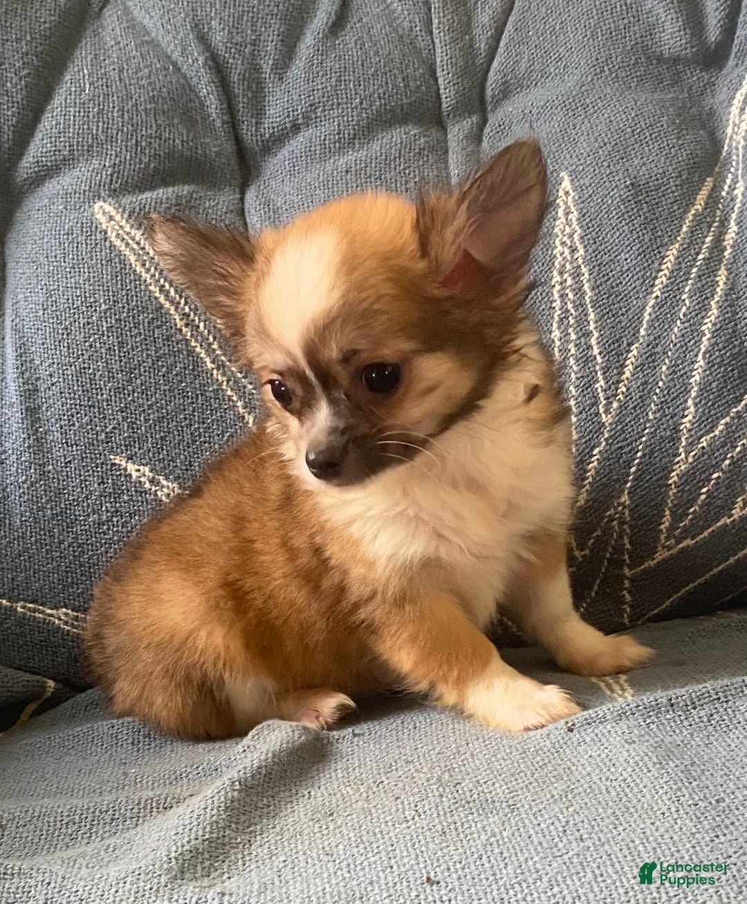 Pomchi dogs for sale: Bitsy - Image 1