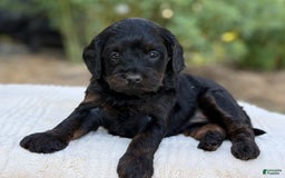 Cavapoo dogs for sale: Luna - Image 25