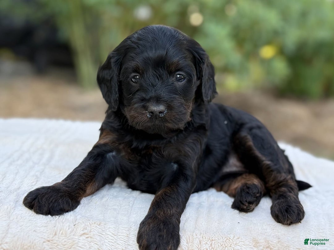 Cavapoo dogs for sale: Luna - Image 25