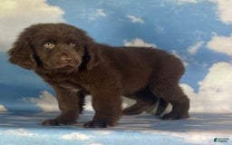 Newfoundland dogs for sale: Trudy - Image 2
