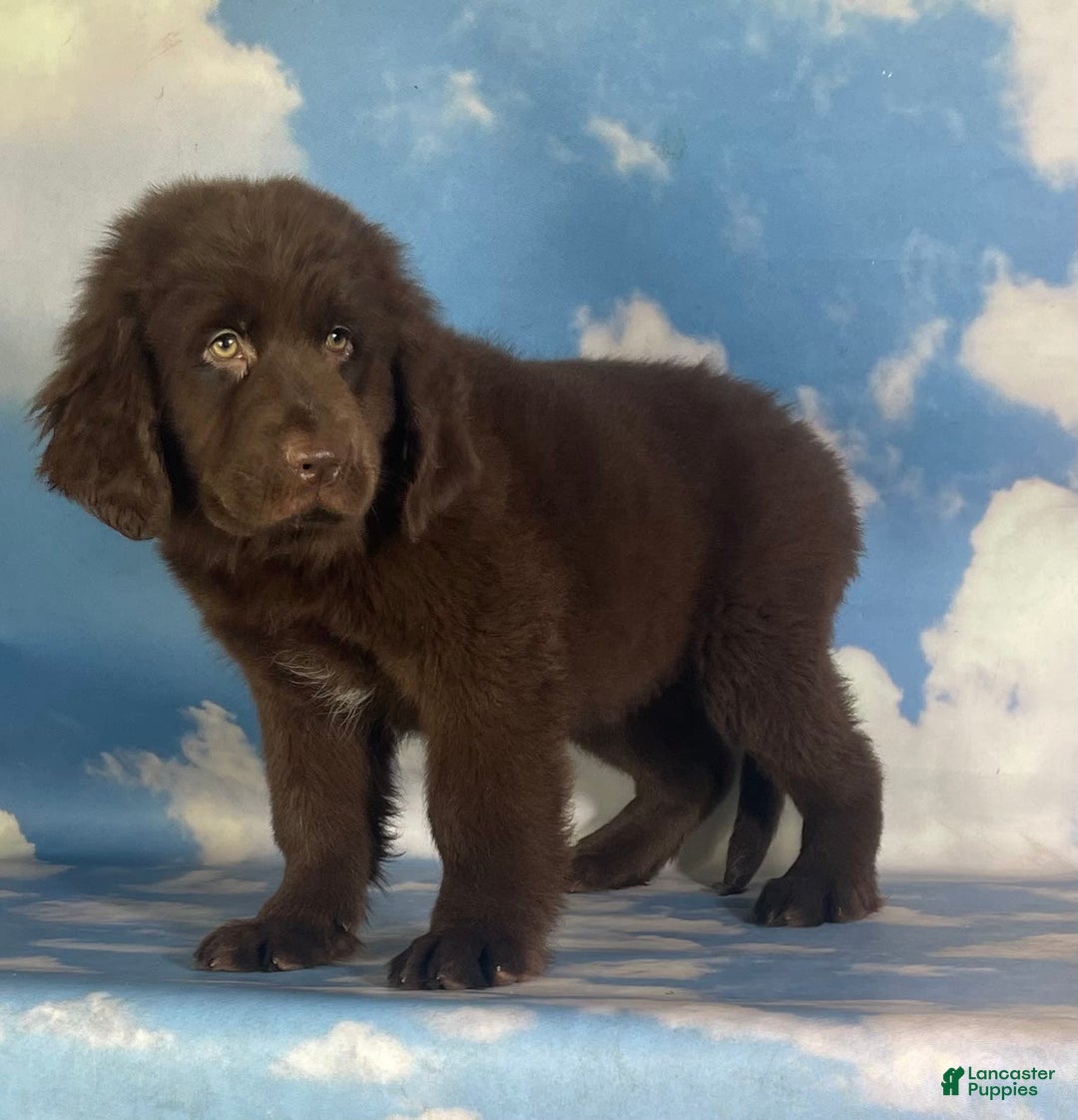 Newfoundland dogs for sale: Trudy - Image 2