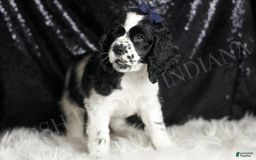 Cocker Spaniel dogs for sale: Cheerio - Image 2