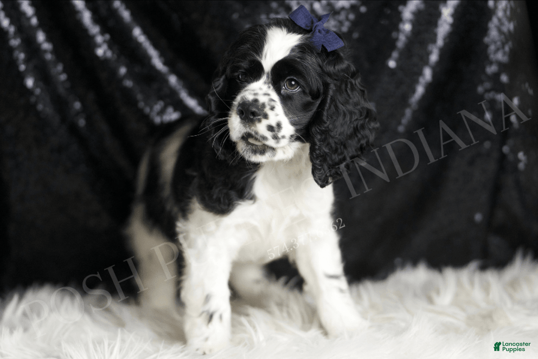 Cocker Spaniel dogs for sale: Cheerio - Image 2