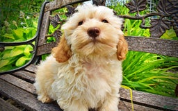 Havapoo dogs for sale: Reggie - Image 1
