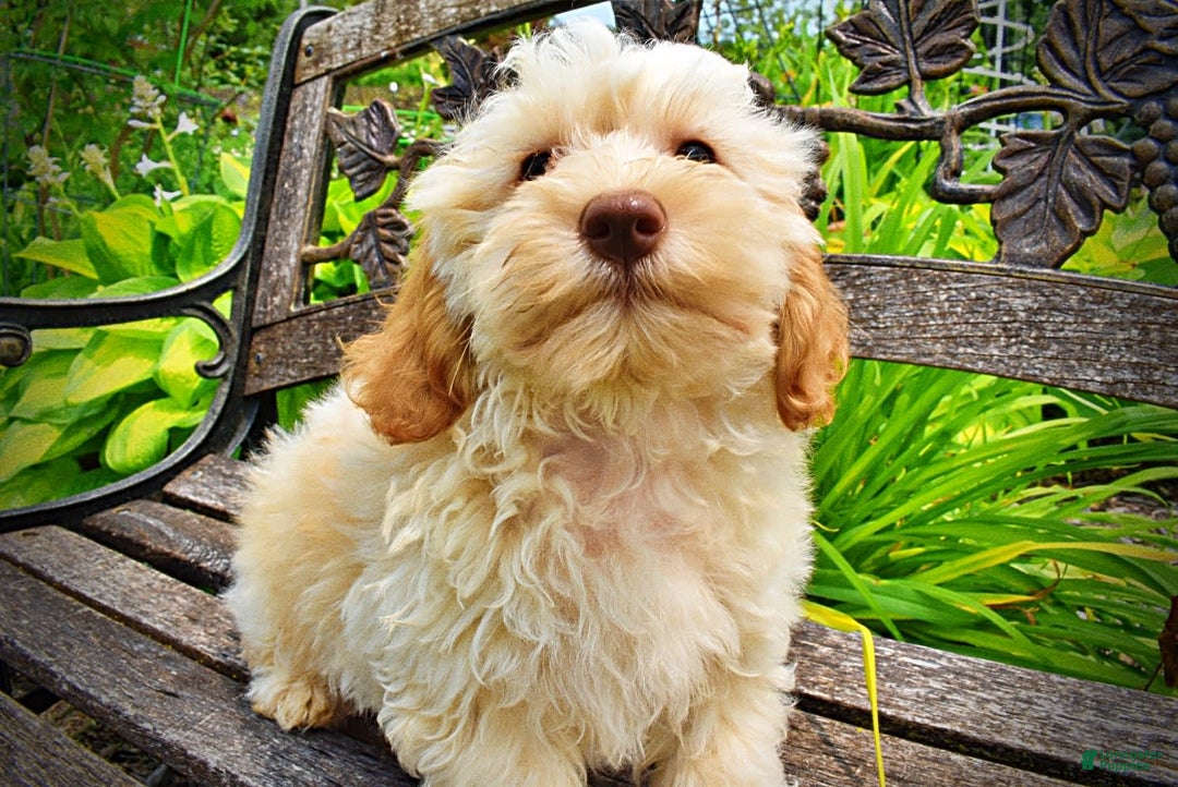 Havapoo dogs for sale: Reggie - Image 1