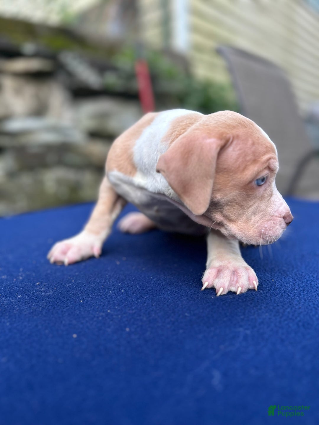 American Bully dogs for sale: Dime - Image 2