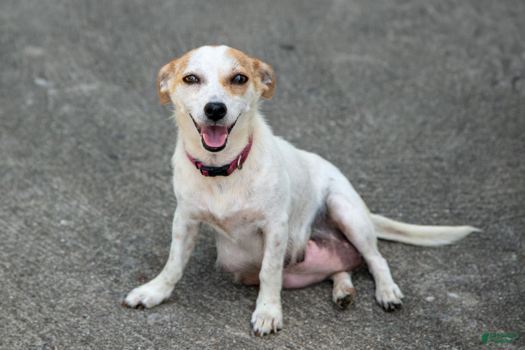 Chihuahua dogs for sale: Noah - Image 6