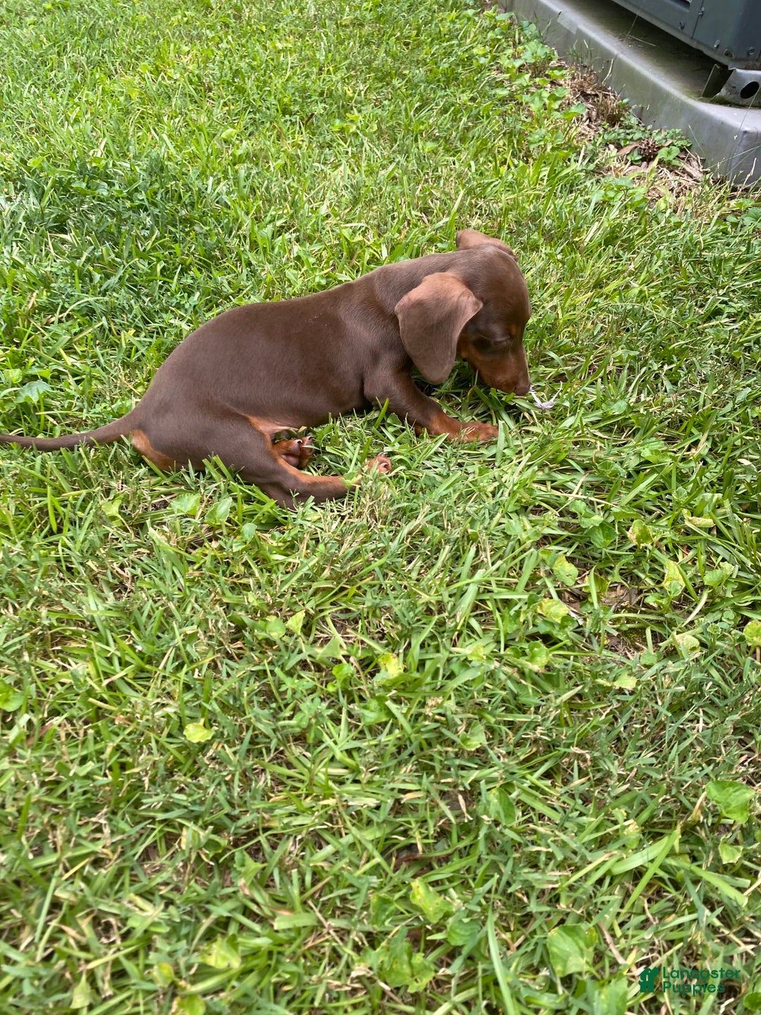 Dachshund dogs for sale: Tilly - Image 2