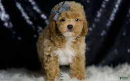 Miniature Poodle dogs for sale: Rusty - Image 3