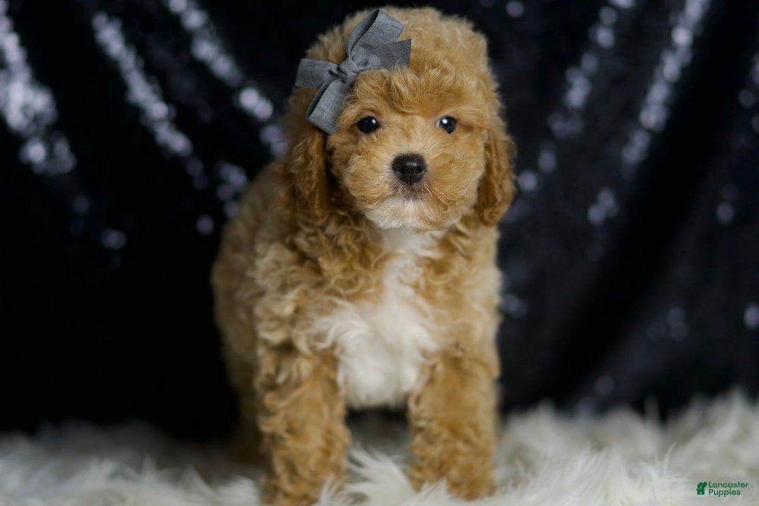 Miniature Poodle dogs for sale: Rusty - Image 3