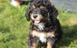 Mini Bernedoodle dogs for sale: Jasper - Image 1