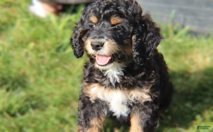 Mini Bernedoodle dogs for sale - Ad 4