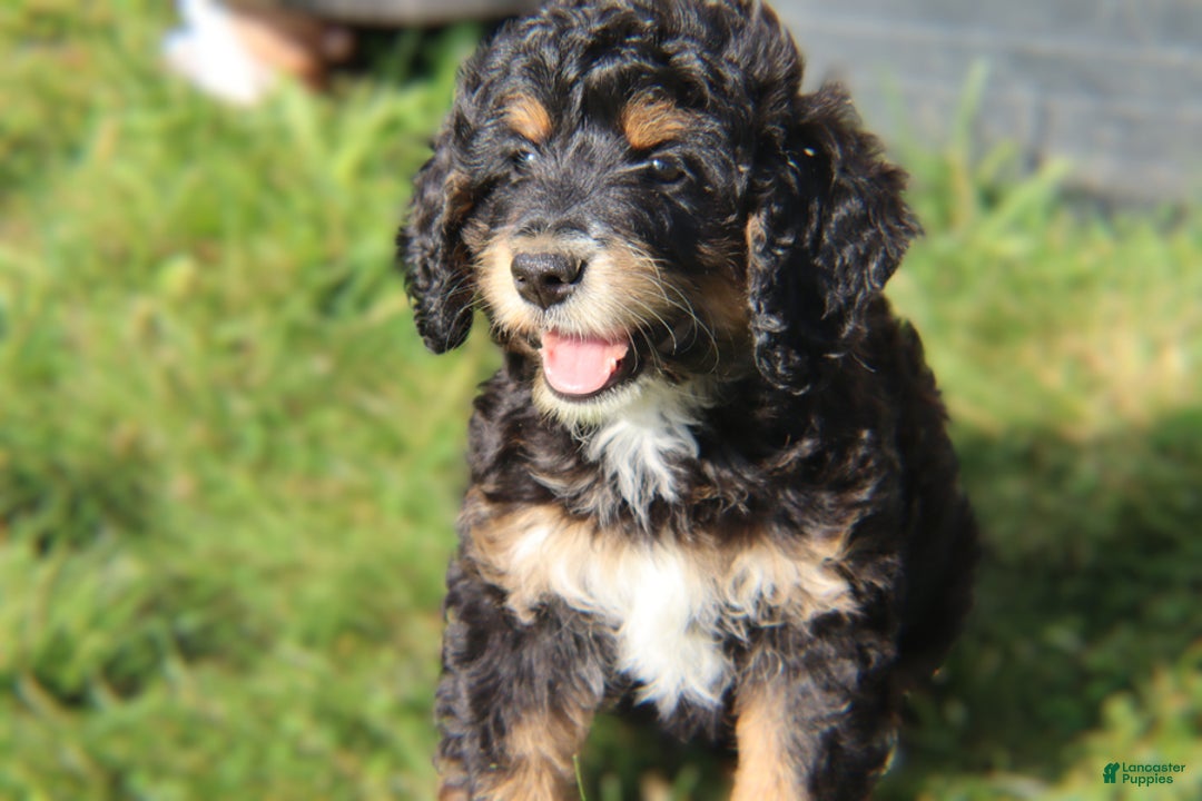 Mini Bernedoodle dogs for sale: Jasper - Image 1