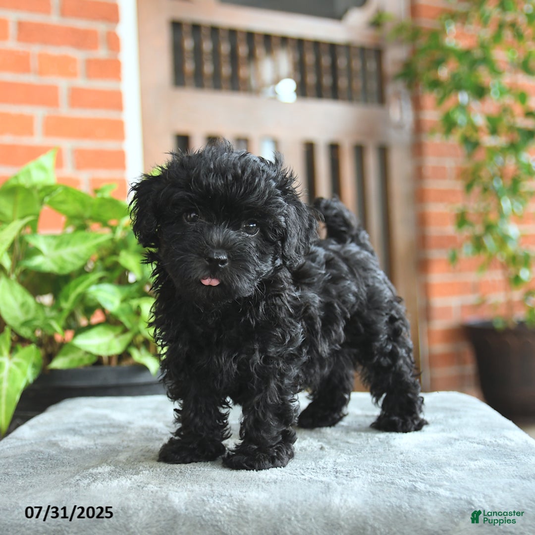 Havapoo dogs for sale: Gibson - Image 3