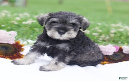 Miniature Schnauzer dogs for sale: Shanon - Image 3