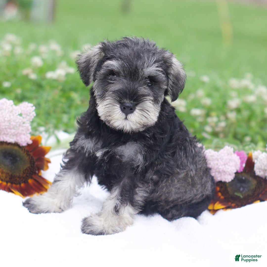 Miniature Schnauzer dogs for sale: Shanon - Image 3