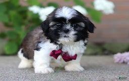 Shih Tzu dogs for sale: Archie - Image 5