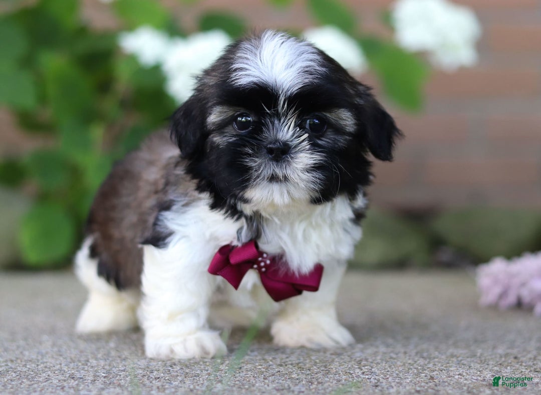 Shih Tzu dogs for sale: Archie - Image 5