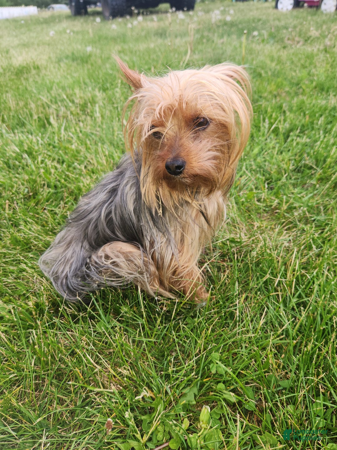 Yorkshire Terrier dogs for sale: Purebred Boy - Image 6