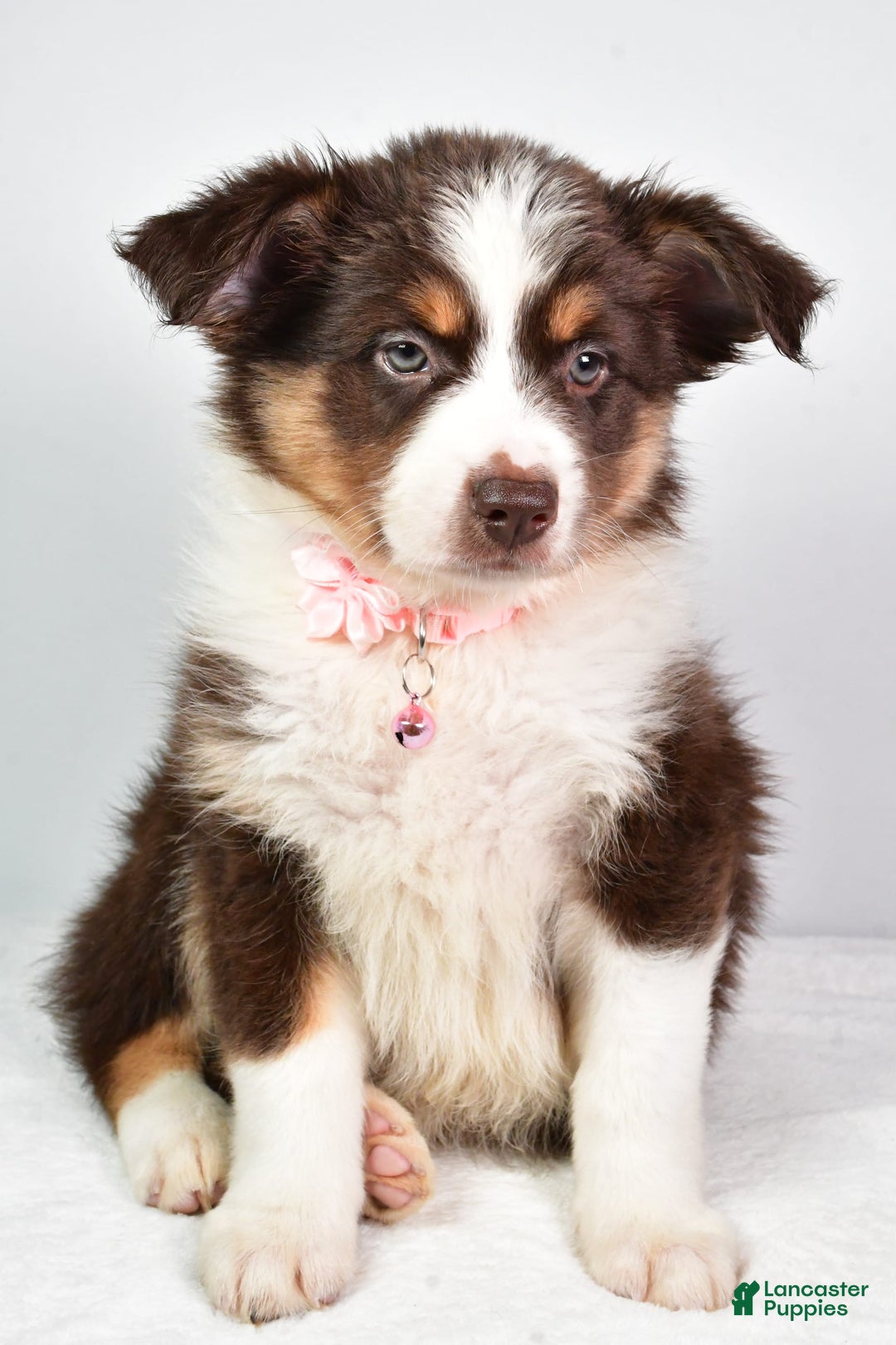 Australian Shepherd dogs for sale: Sally - Image 2