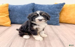Mini Bernedoodle dogs for sale: Annie - Image 4