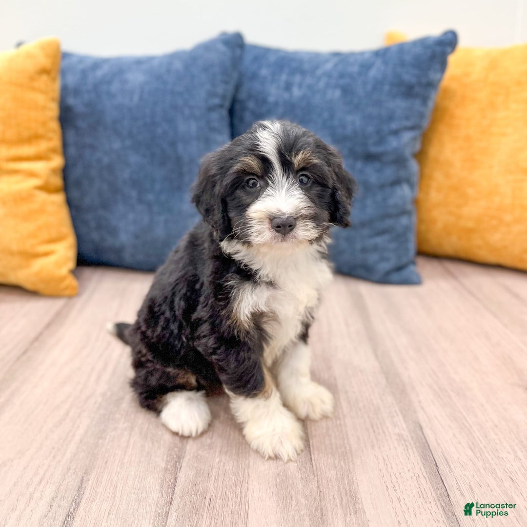 Mini Bernedoodle dogs for sale: Annie - Image 4