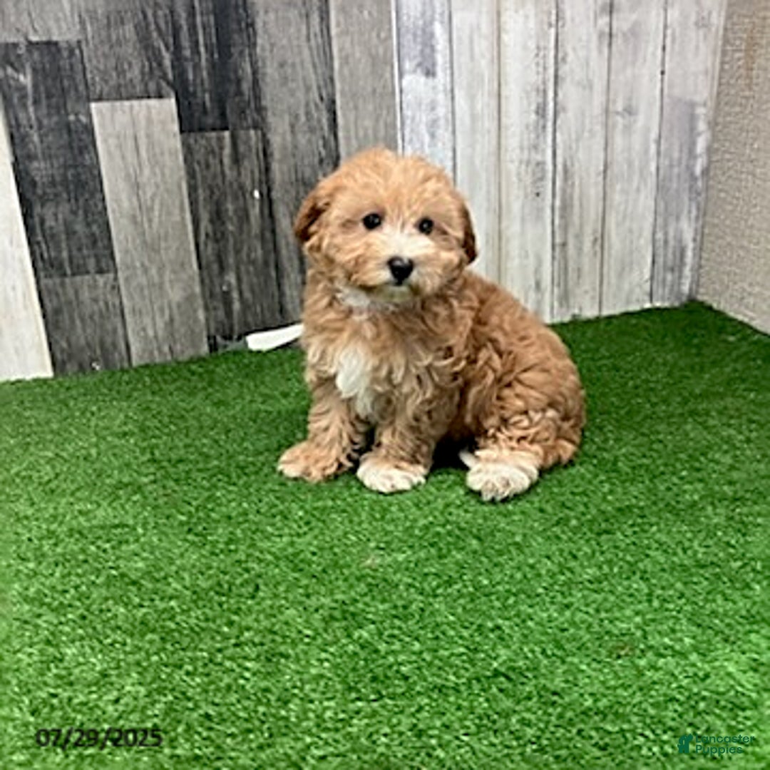 Maltipoo dogs for sale: Janice - Image 2