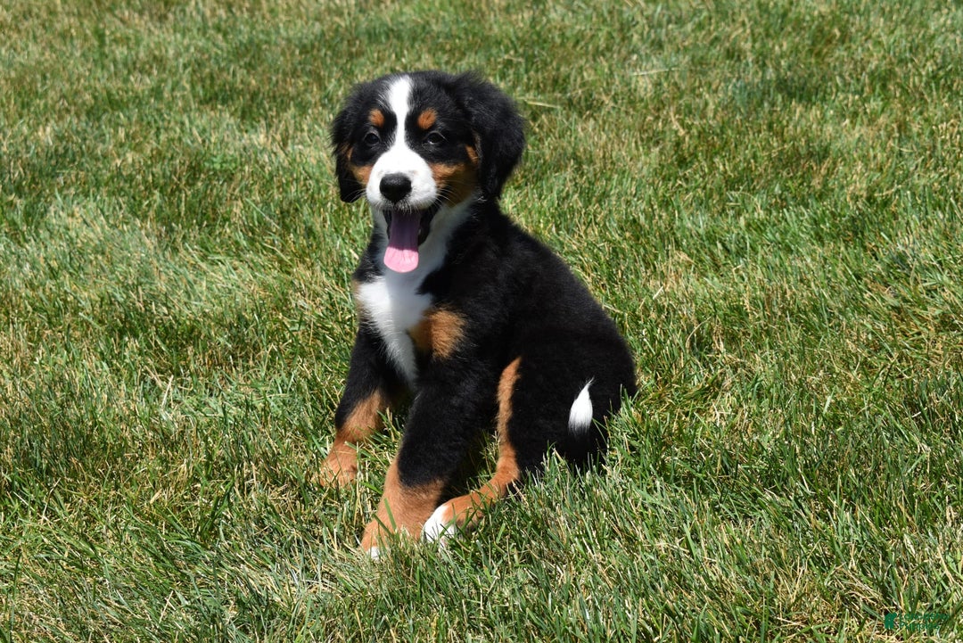 Bernese Mountain Dog dogs for sale: Lexi - Image 5