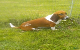 Basset Hound dogs for sale: Sheriff - Image 6