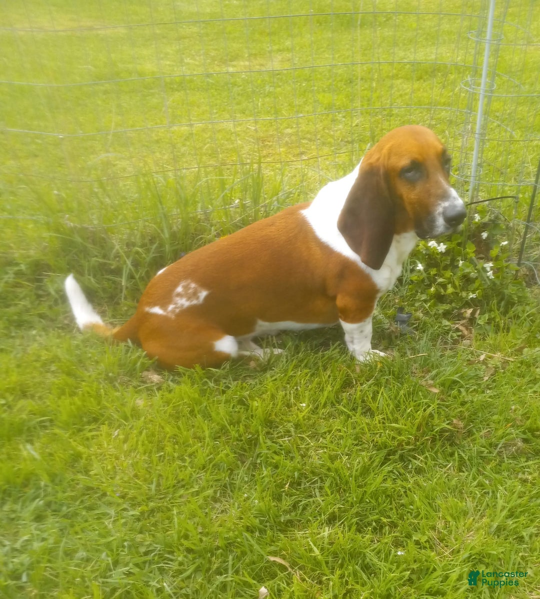 Basset Hound dogs for sale: Sheriff - Image 6