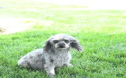 Toy Poodle dogs for sale: Kobey - Image 16