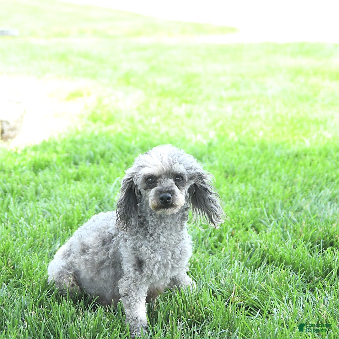 Toy Poodle dogs for sale: Kobey - Image 16