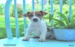 Jack Russell Terrier dogs for sale: Milo - Image 1