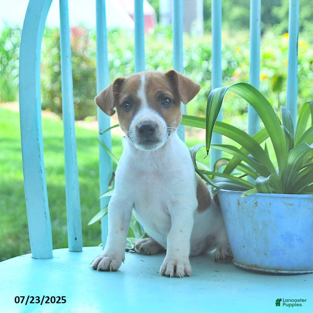 Jack Russell Terrier dogs for sale: Milo - Image 1
