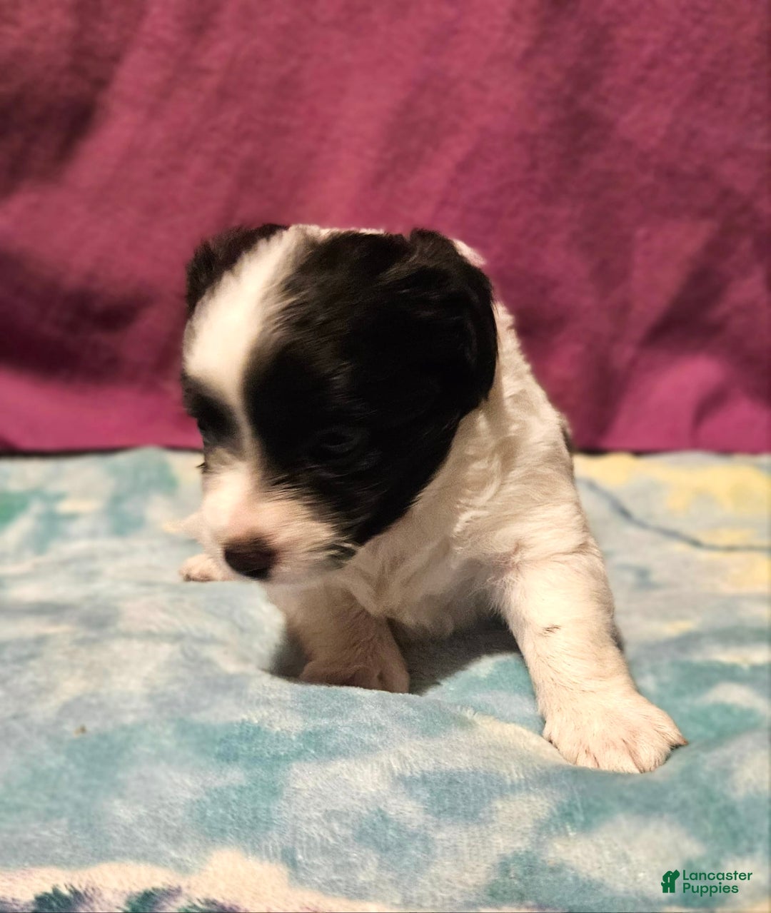 Chihuahua dogs for sale: Nix - Image 2