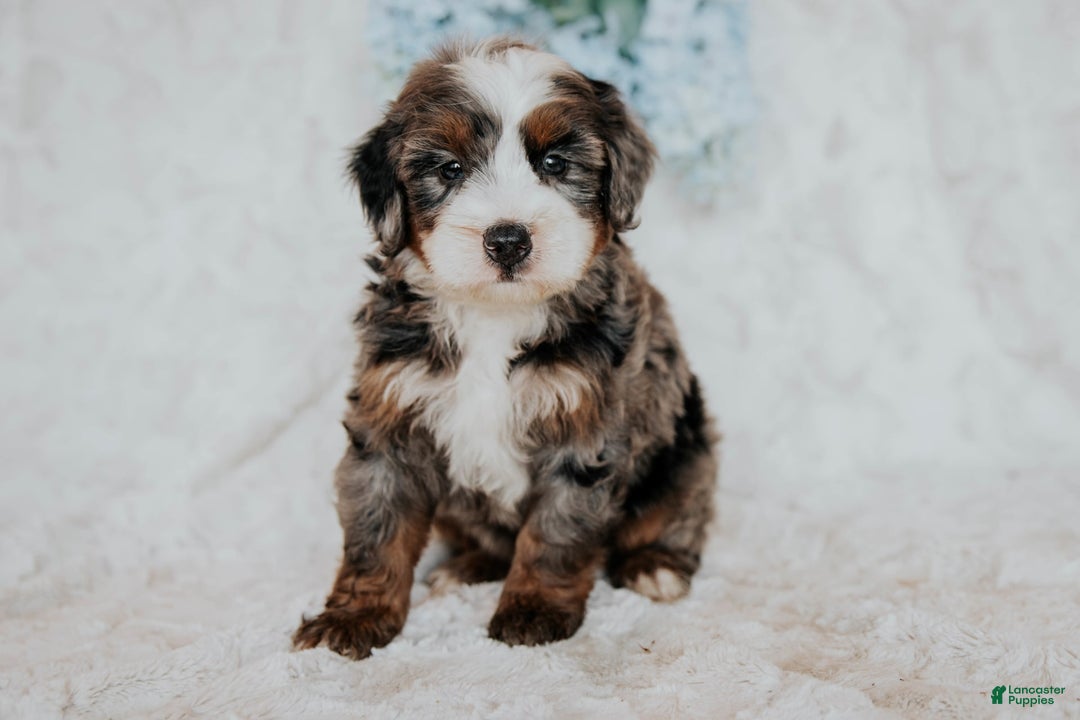 Mini Bernedoodle dogs for sale: Micky F1b - Image 1
