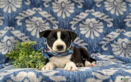 Jack Russell Terrier dogs for sale: Marlow - Image 3