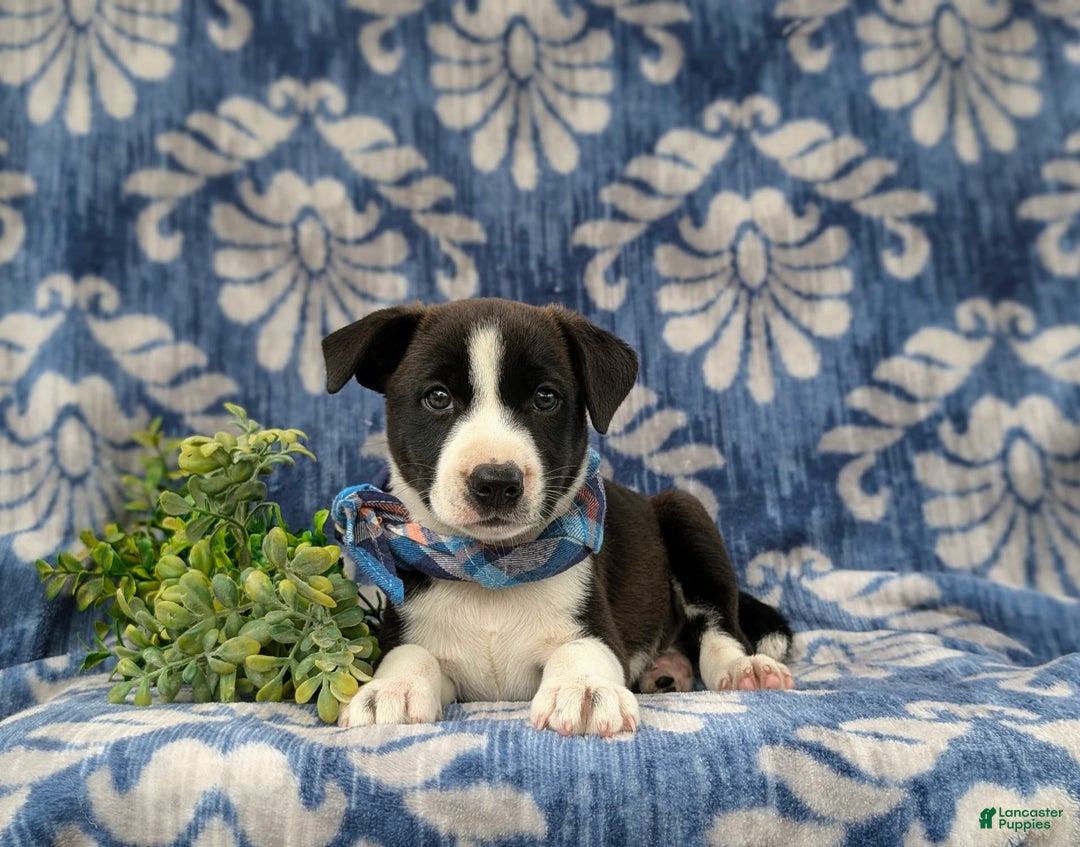 Jack Russell Terrier dogs for sale: Marlow - Image 3