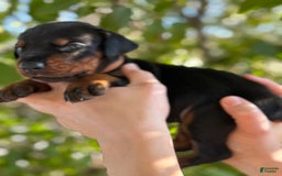 Doberman Pinscher dogs for sale: Brown - Image 5