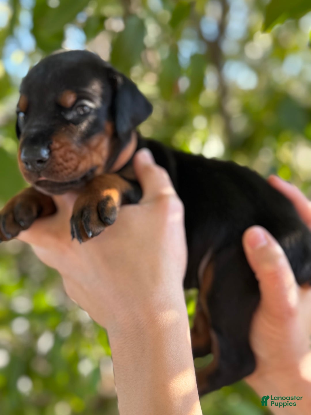 Doberman Pinscher dogs for sale: Brown - Image 5