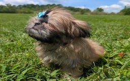 Shih Tzu dogs for sale: Cinnamon Toast Crunch - Image 10