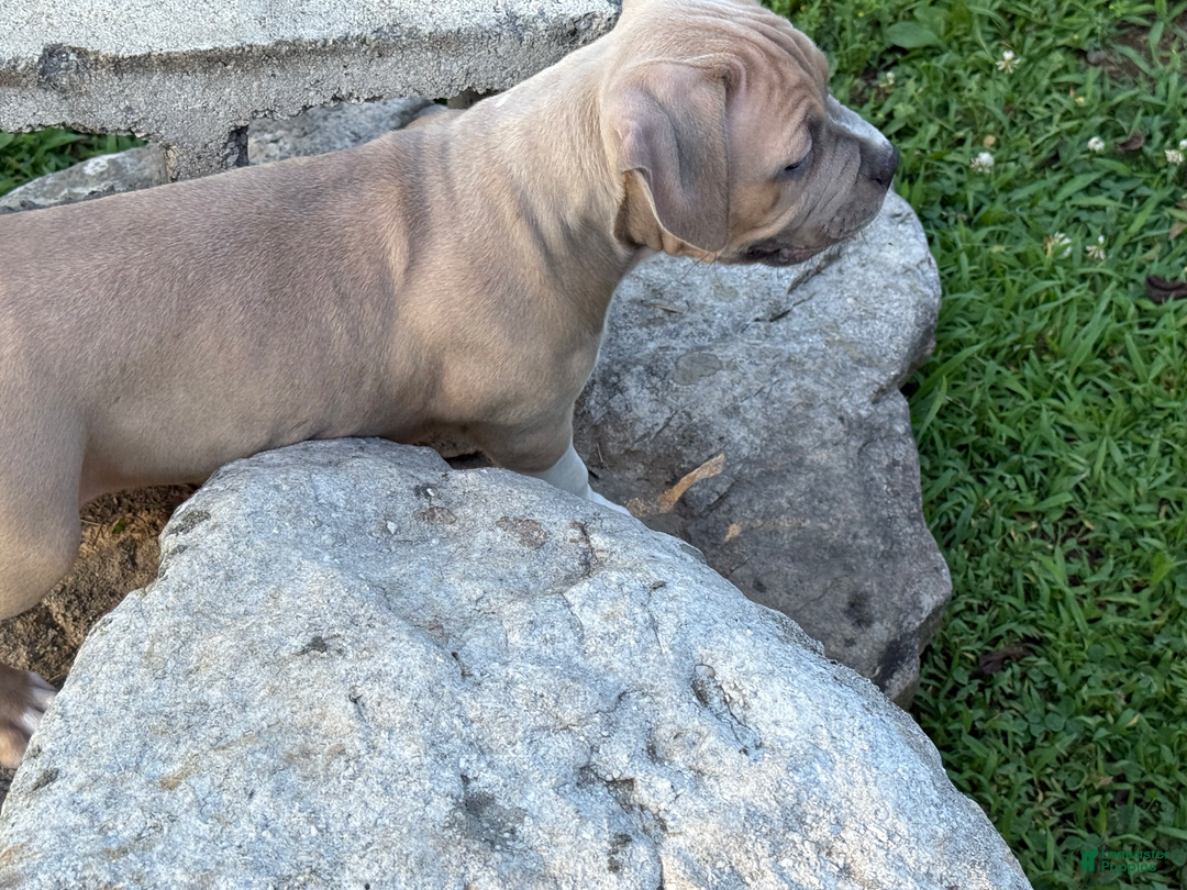 American Pit Bull Terrier dogs for sale: Russ - Image 2