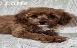 Cavapoo dogs for sale: Latte - Image 1