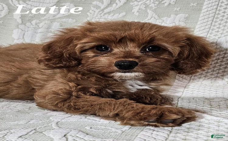 Cavapoo dogs for sale - Ad 5